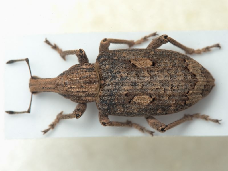 Rhytideres plicatus (Olivier, 1790)